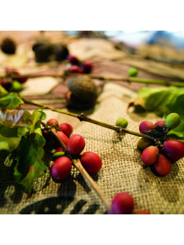 MnedensKaffeAustralienSkyburyrbnner-01