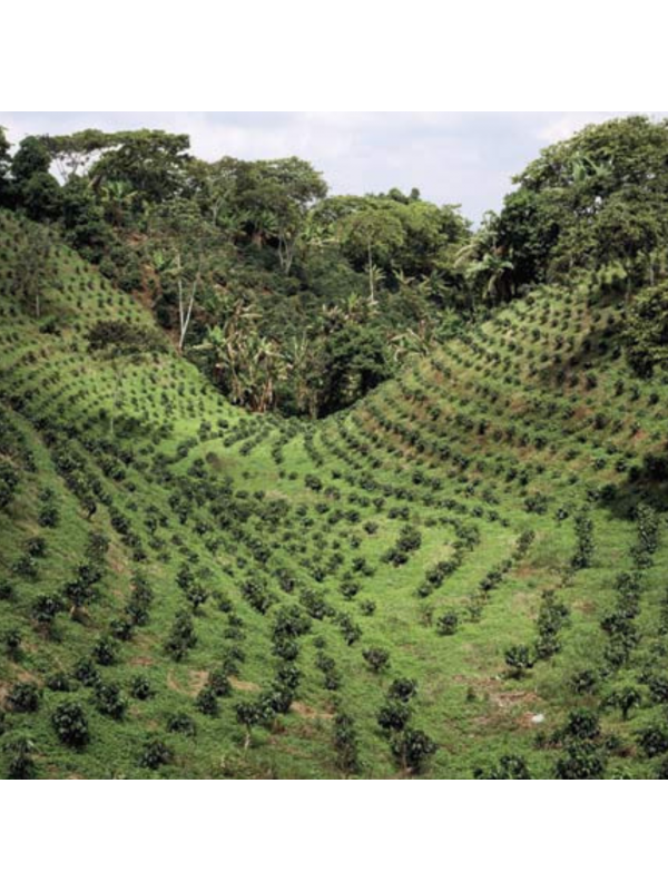 MnedensKaffeAustralienSkyburyrbnner-01