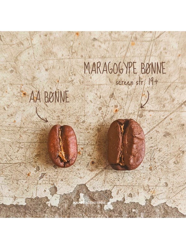 MnedensKaffeNicaraguaLagunaVerderistet-01